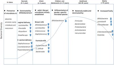 Gut Microbiota: Critical Controller and Intervention Target in Brain Aging and Cognitive Impairment